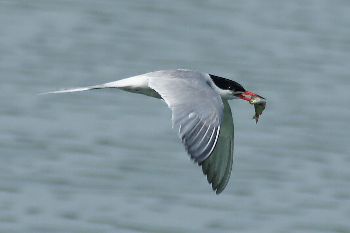 Seeschwalbe auf Futtersuche