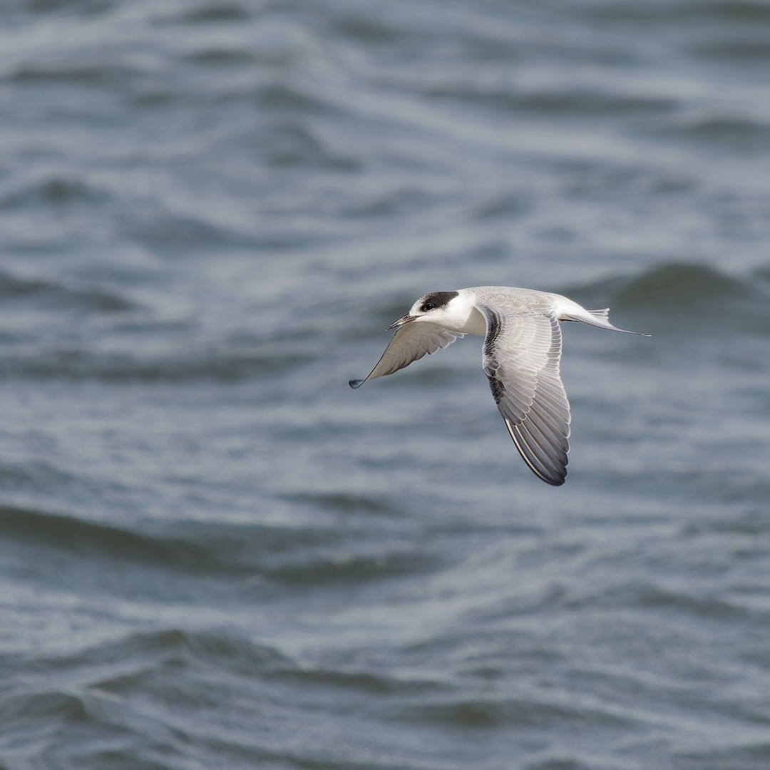 Seeschwalbe auf Helgoland