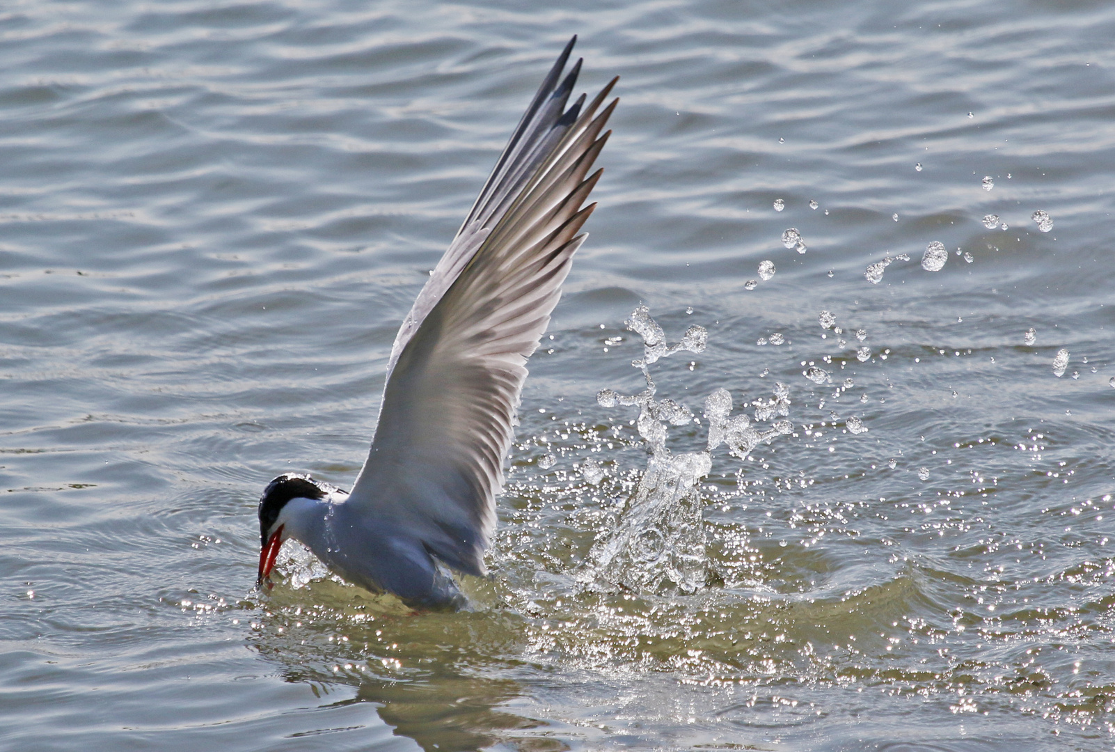 seeschwalbe beim fischen