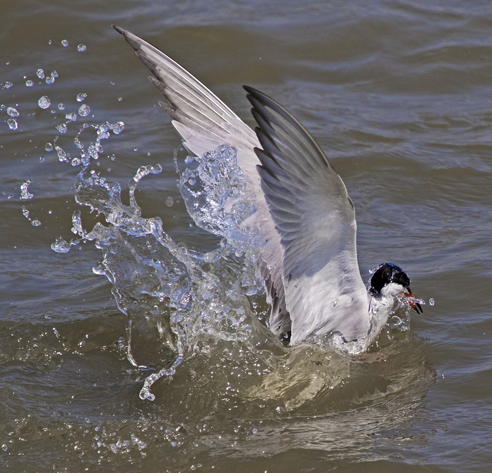 Seeschwalbe beim Fischfang in Holland.