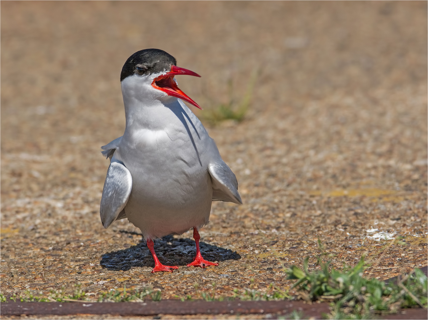 Seeschwalbe