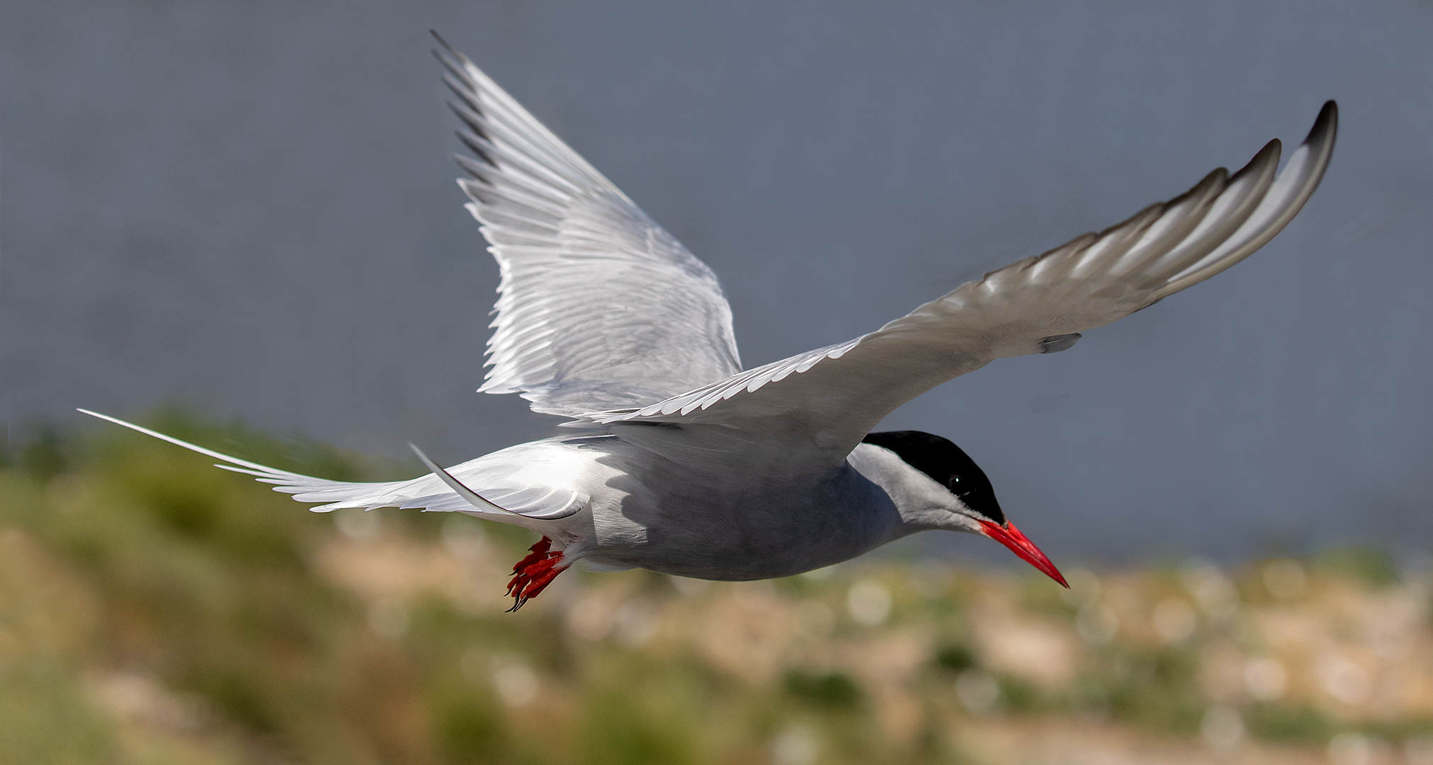 Seeschwalbe im Flug 003