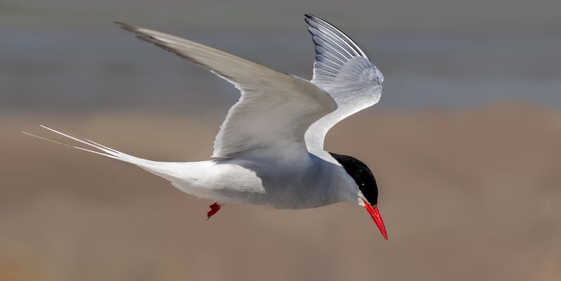 Seeschwalbe im Flug 008 
