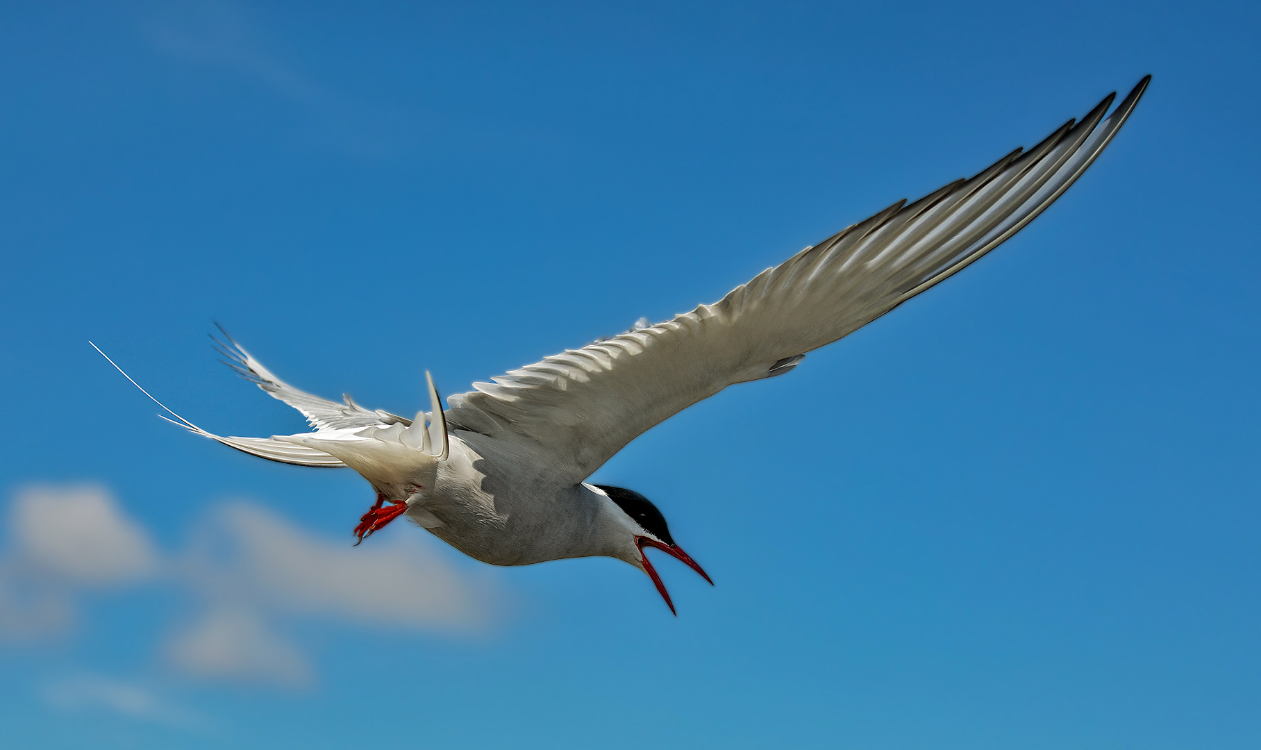 Seeschwalbe im Flug 009