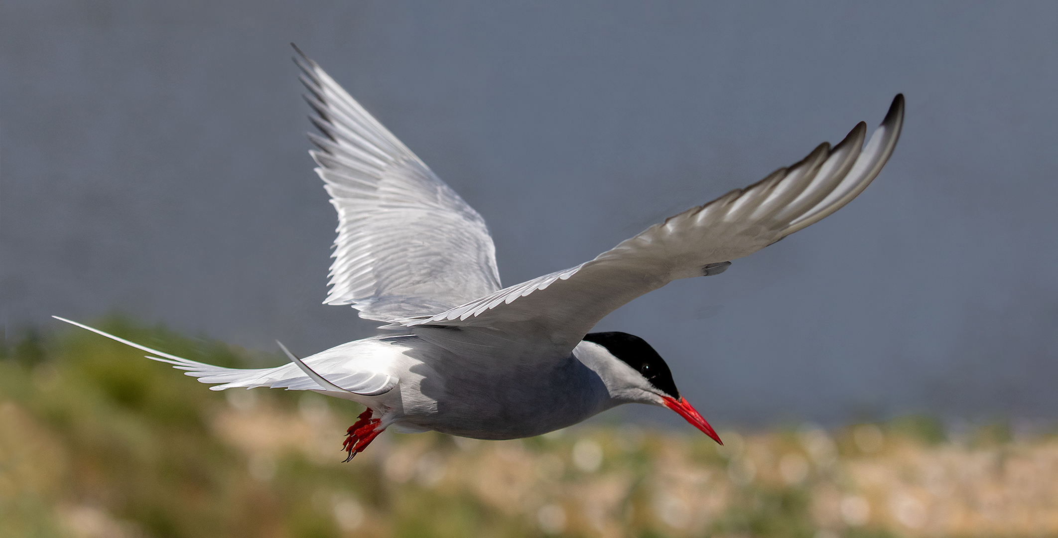 Seeschwalbe im Flug 