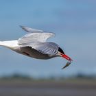 Seeschwalbe Im Flug mit Beute 001