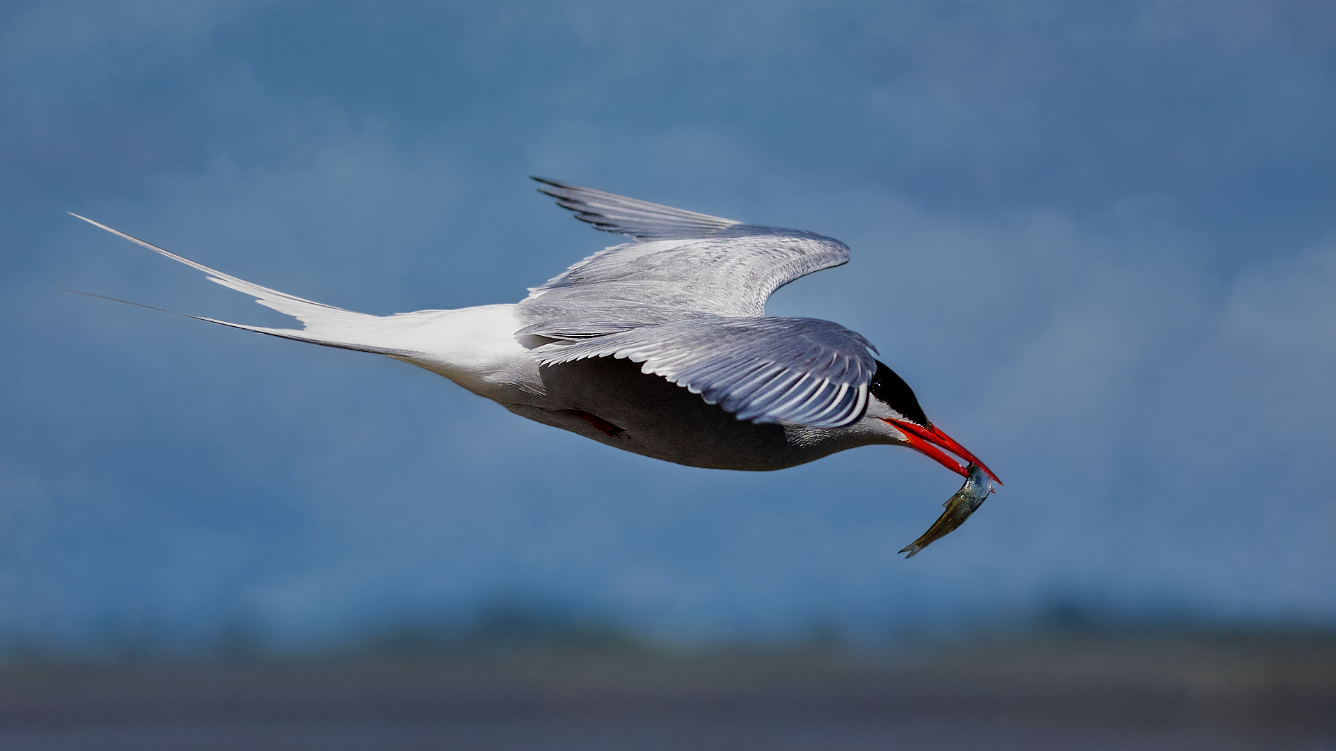 Seeschwalbe im Flug mit Fisch 001 