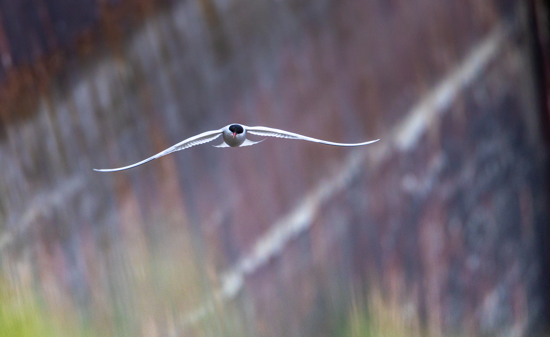 Seeschwalbe im gleitflug