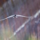 Seeschwalbe im gleitflug