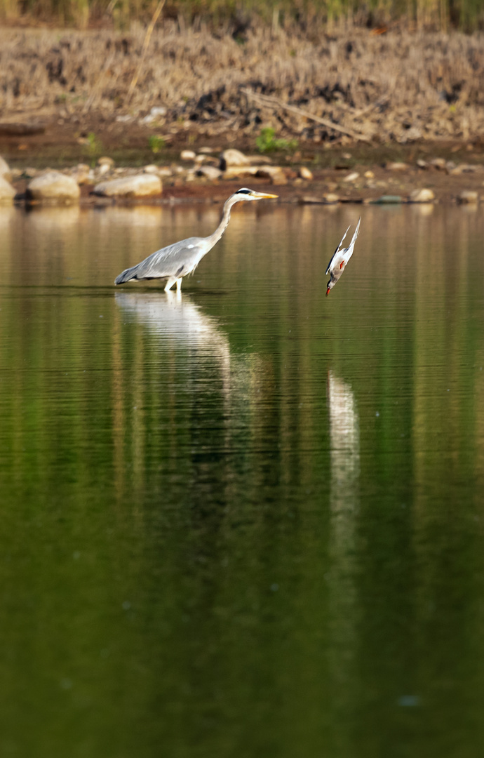 Seeschwalbe im Jagdmodus