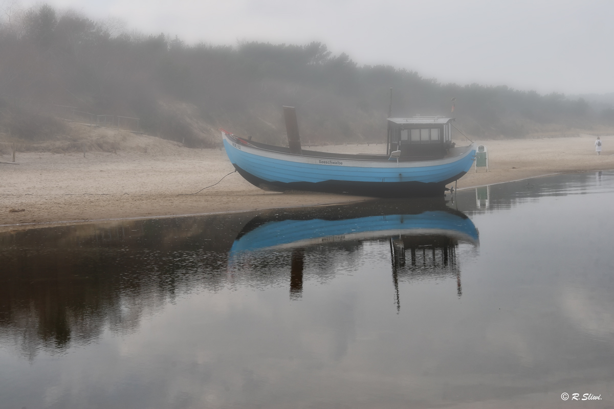 Seeschwalbe im Nebel