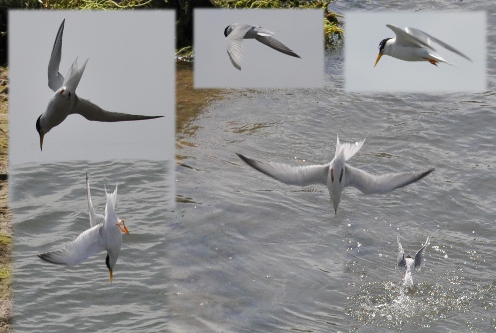 Seeschwalbe im Sturzflug