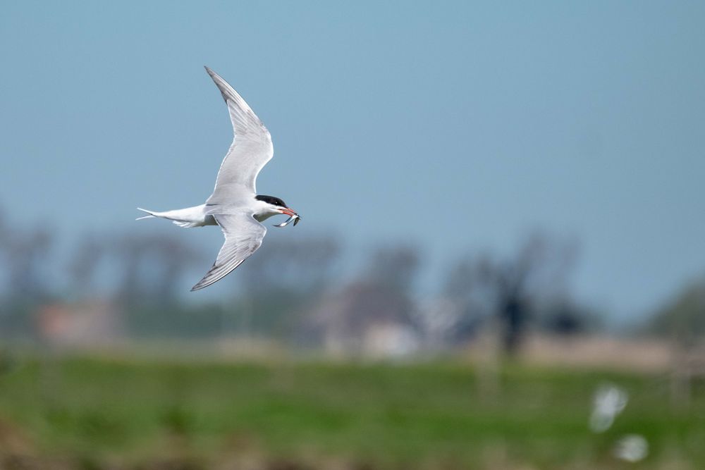 Seeschwalbe mit Sandaal