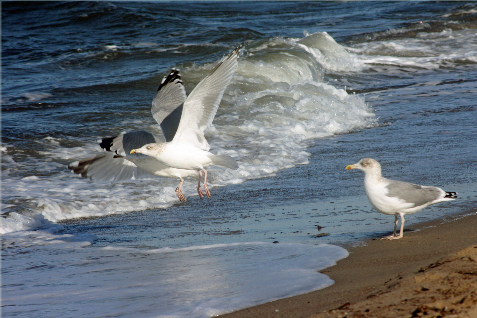 Seeschwalben