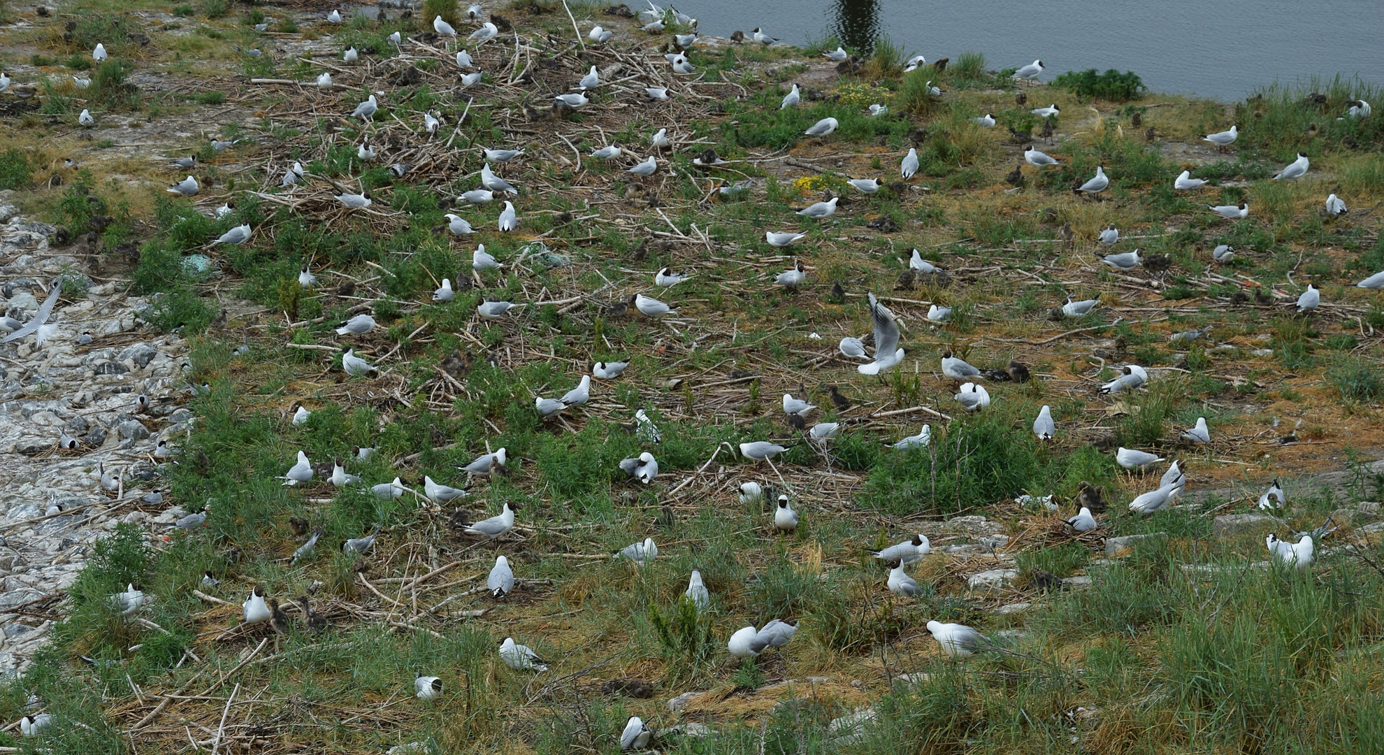 Seeschwalben am Eidersperrwerk (4)