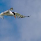 Seeschwalben am Neusiedlersee