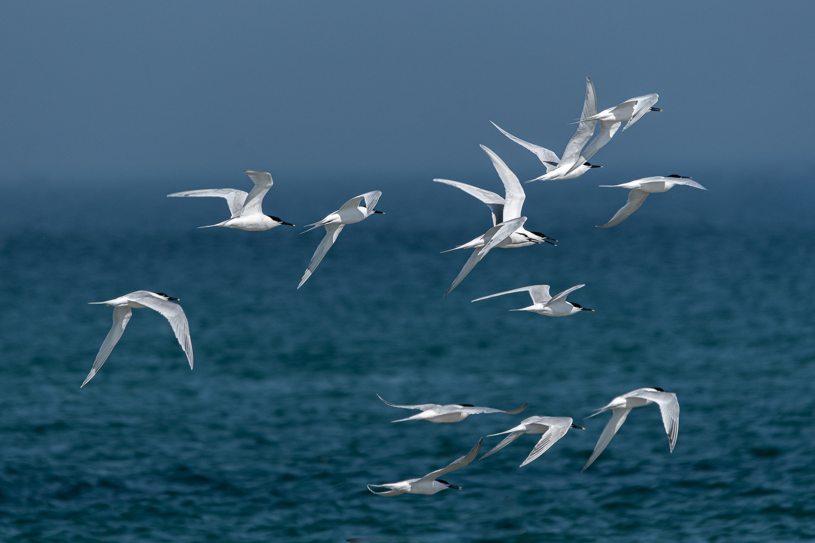 Seeschwalben an der Nordsee_7673