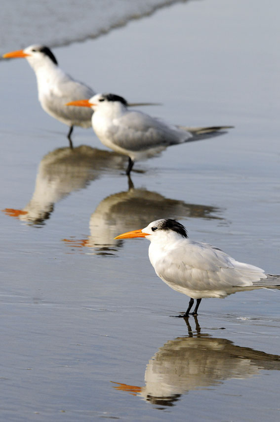 Seeschwalben im Spülsaum