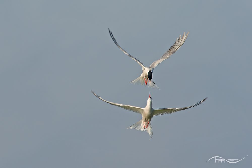 Seeschwalben in der Luft