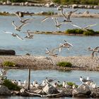 Seeschwalben in der Nähe von Camperduin