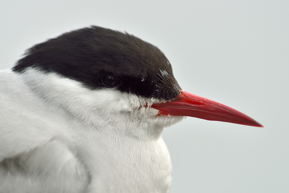 Seeschwalbenportrait