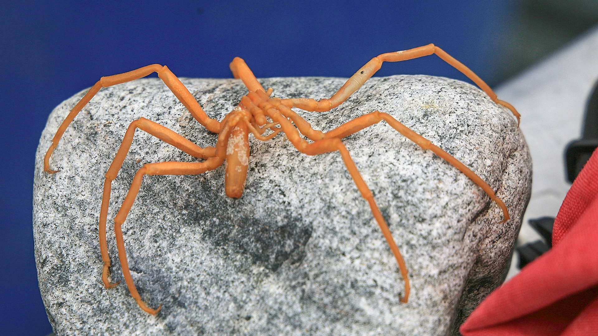 Seespinne