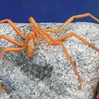 Seespinne