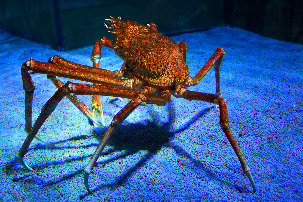 Seespinne