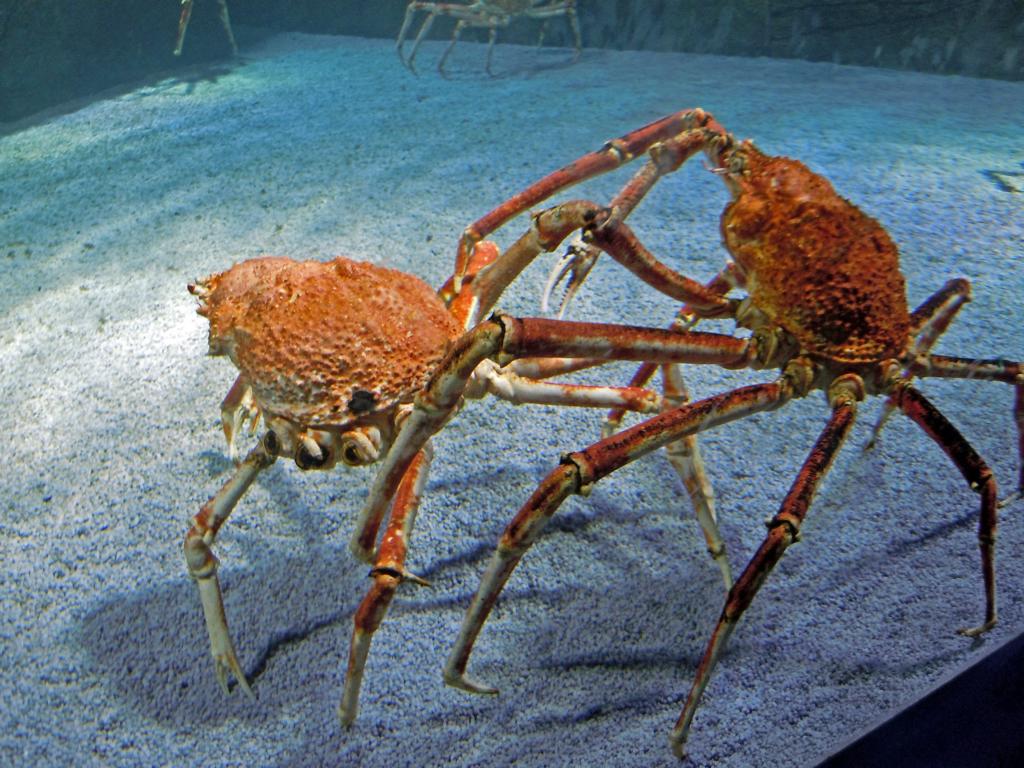 Seespinnen im Kampf