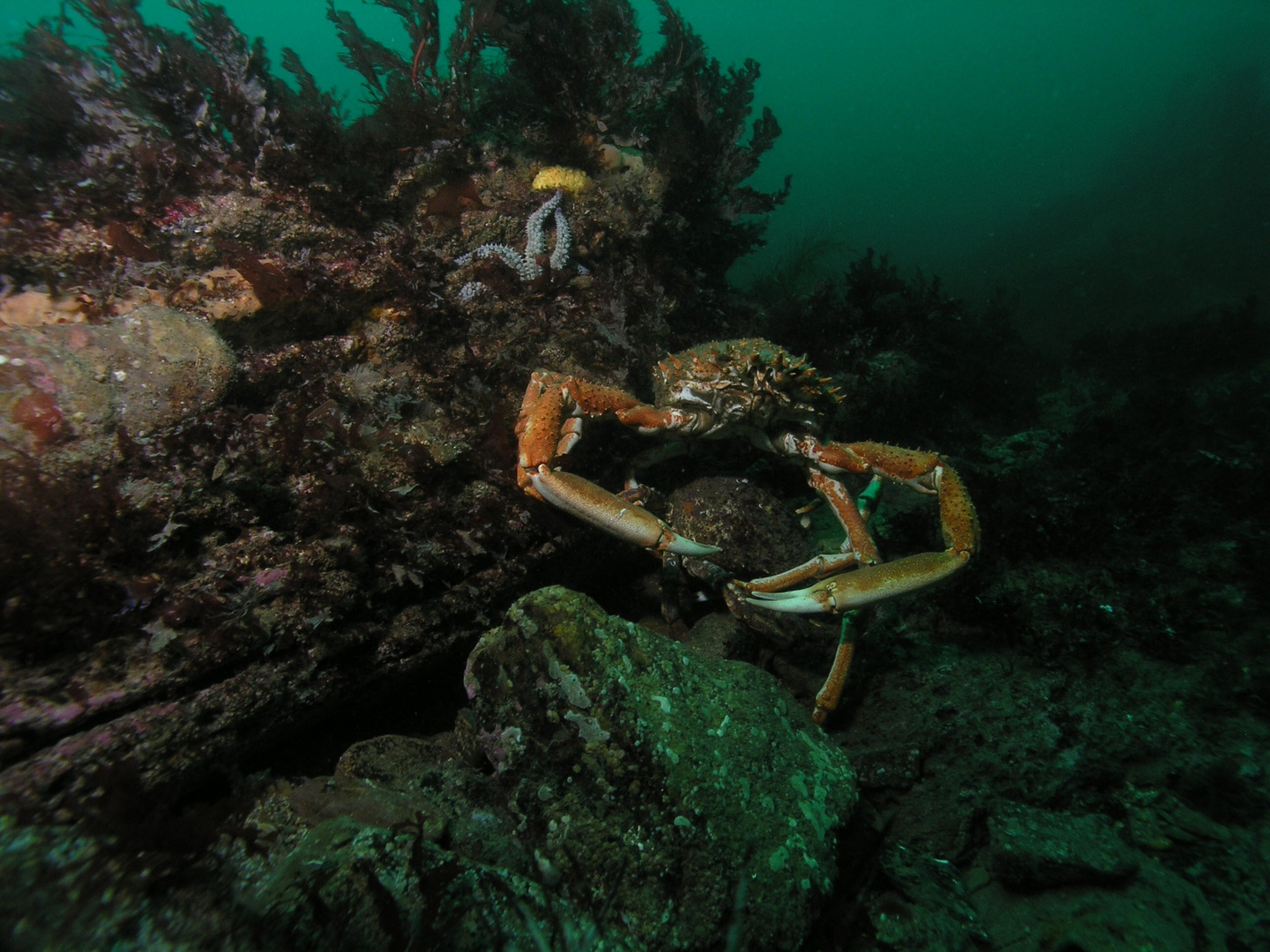 Seespinnen/ mating spider crabs near Plymouth, UK