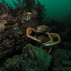 Seespinnen/ mating spider crabs near Plymouth, UK