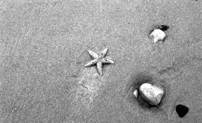 Seestern am Nordseestrand von Dänemark