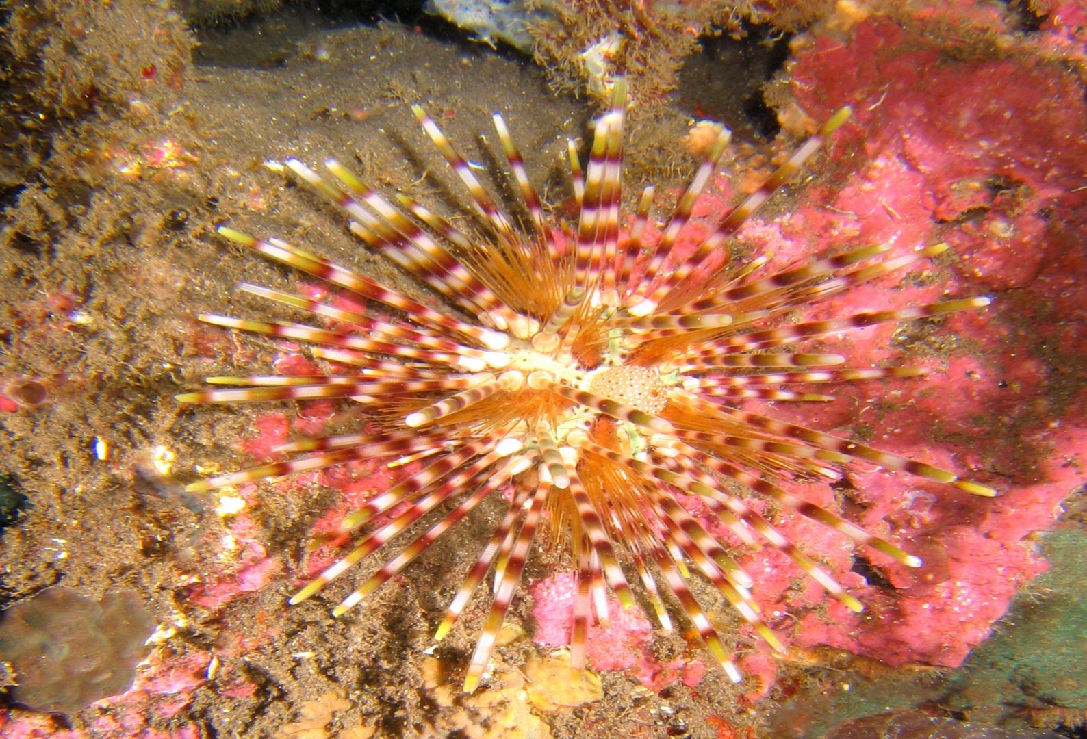 Seestern auf Bali