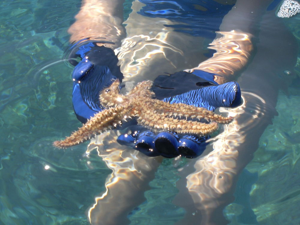 Seestern auf der Insel Hvar