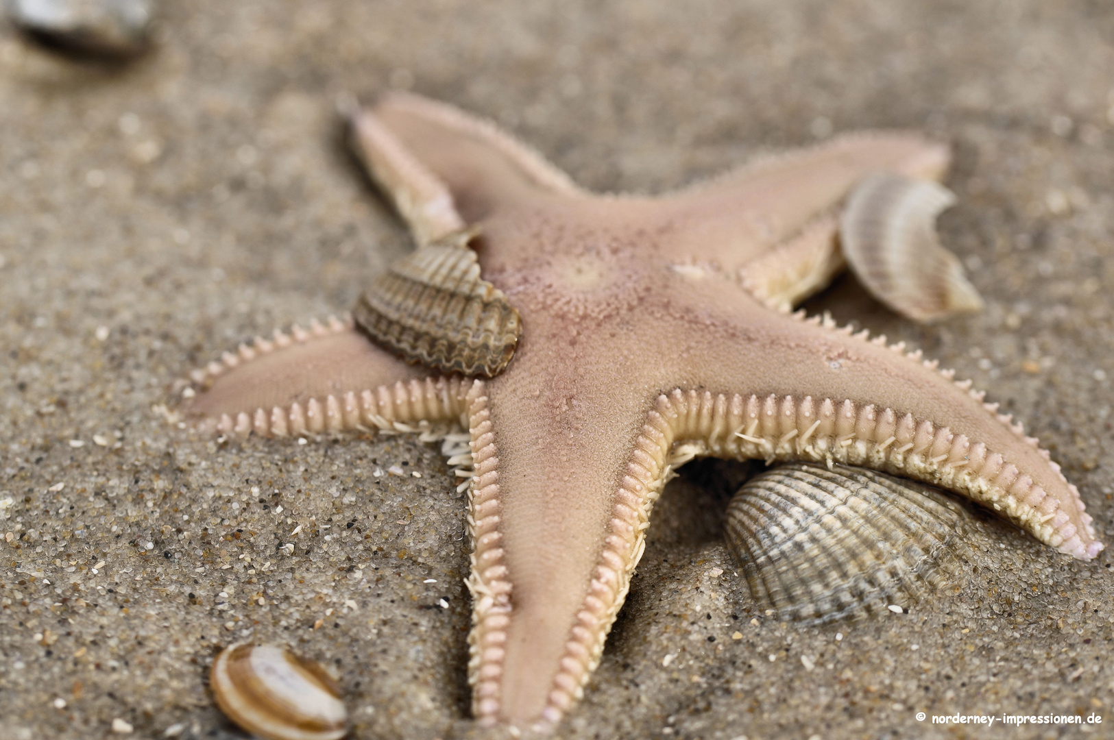 Seestern auf Norderney