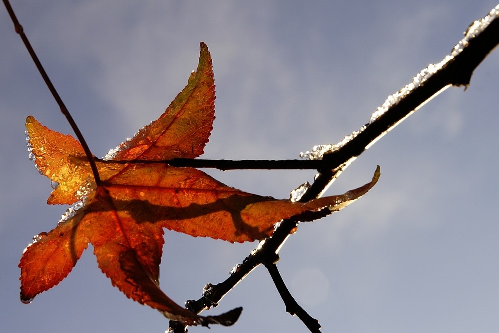 Seestern - Blatt