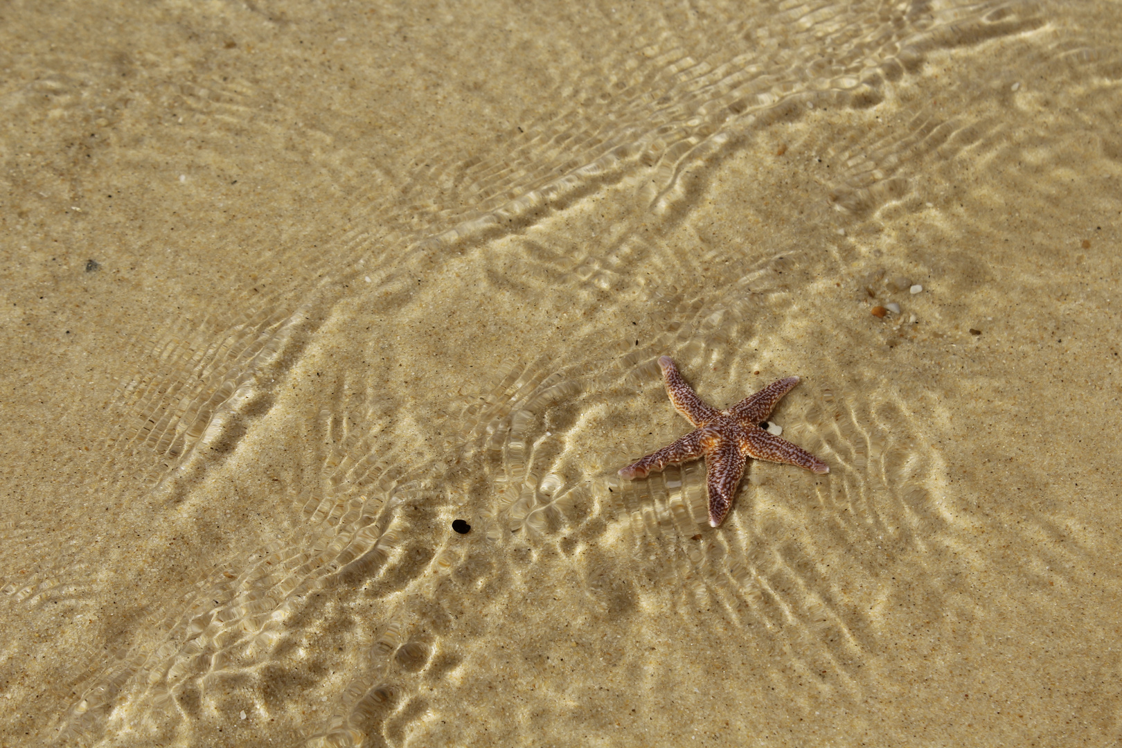 Seestern im Atlantik