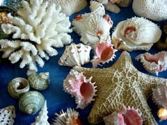Seestern, Korallen und Muscheln