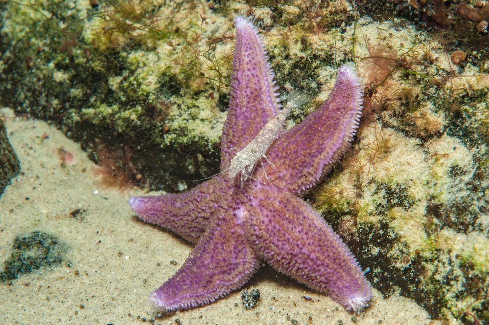 Seestern mit Sandgarnele Ostsee