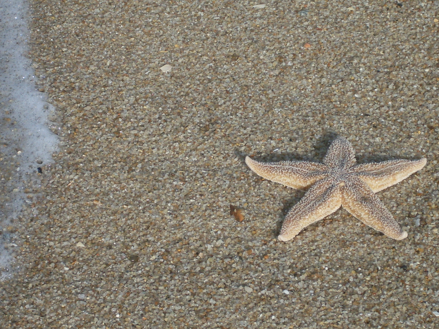 Seesternchaos am Sylter Strand....