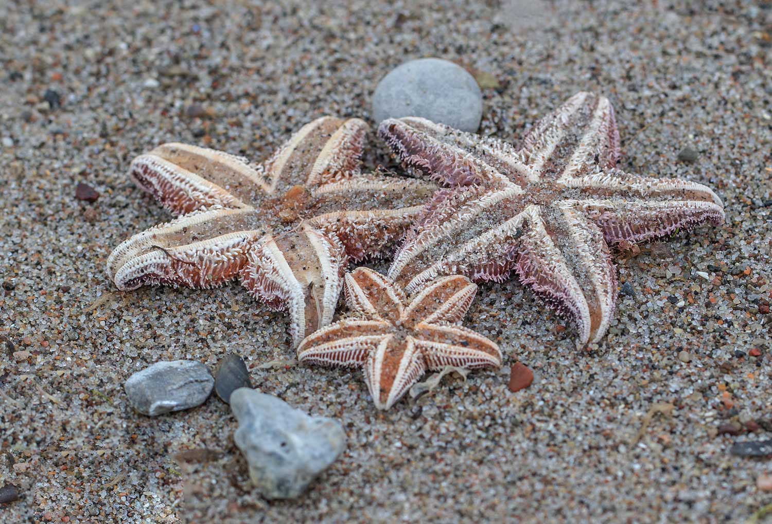 Seesterne am Ostseestrand Foto & Bild | nature, wasser, ostsee Bilder ...