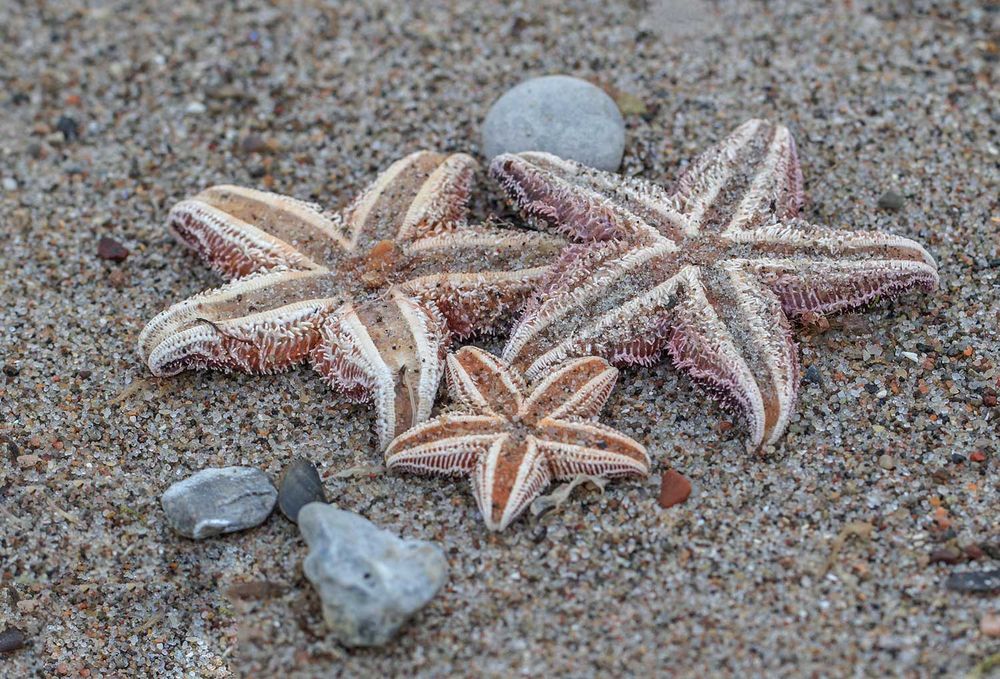 Seesterne am Ostseestrand