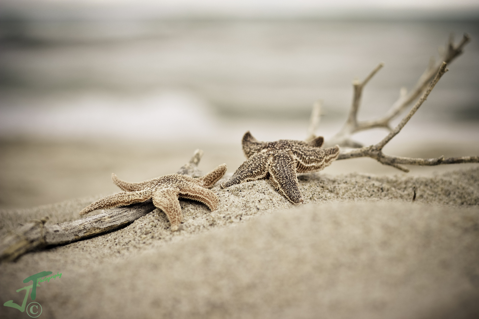 Seesterne am Ostseestrand