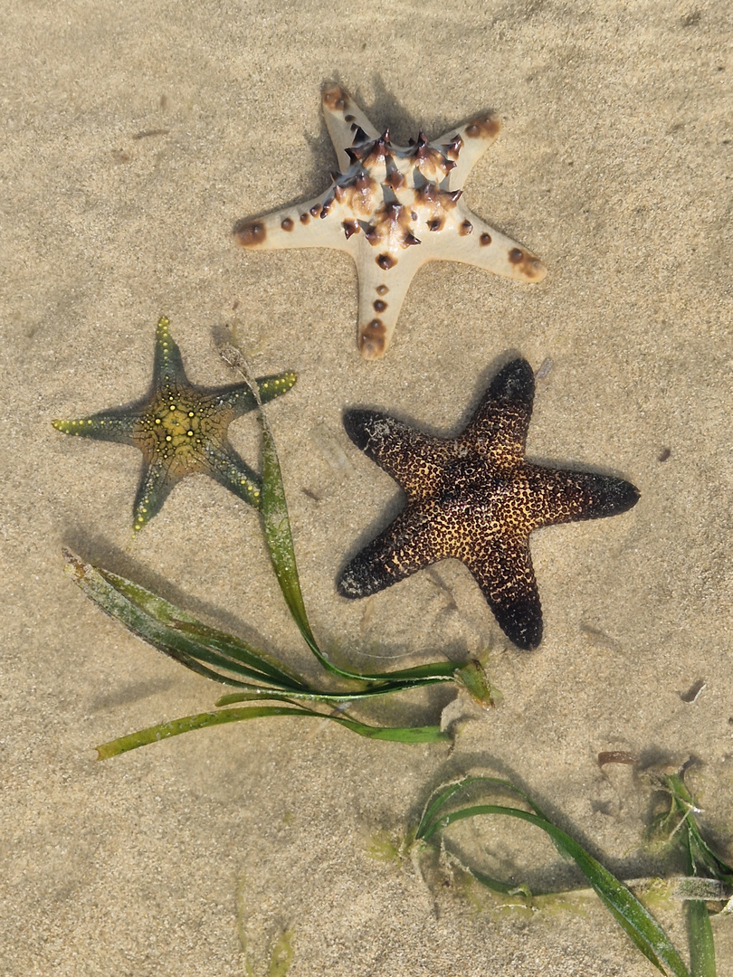 Seesterne am Strand von Sanur auf Bali