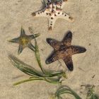 Seesterne am Strand von Sanur auf Bali