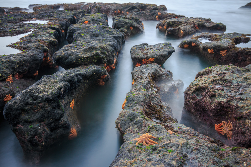 Seesterne an einem einsamen Strand in Neuseeland