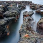 Seesterne an einem einsamen Strand in Neuseeland