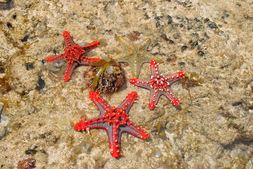 Seesterne auf einer Sandbank