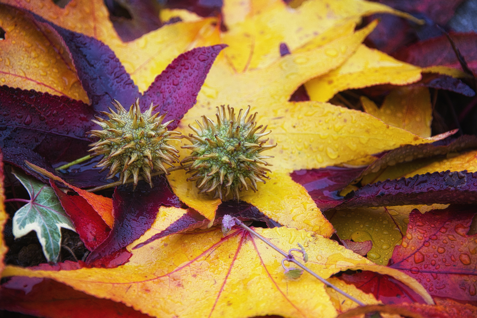 Seesterne im Herbst