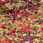 Seesterne im Meer von Diani Beach